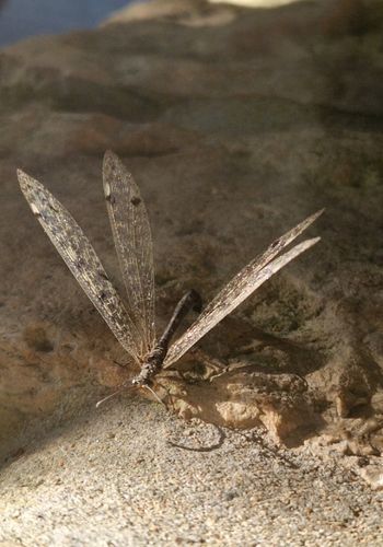 biodiversité protection insectes et oiseaux camping durable