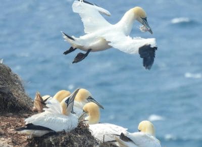 Fou de Bassan oiseau migrateur île oléron