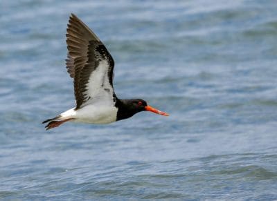 Huitrier pie observation oiseaux migrateurs en famille