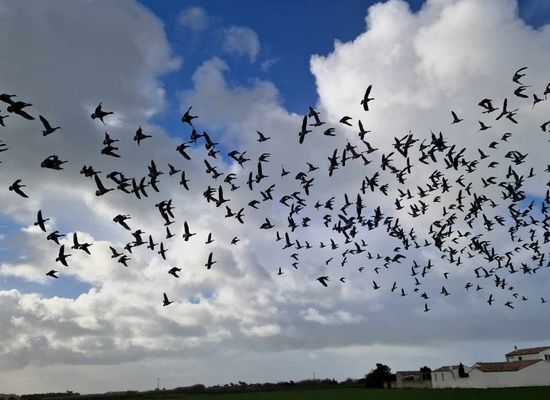 Oiseaux migrateurs île d'Oléron