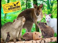 Plage de sable Oléron les Huttes